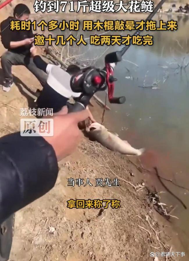 男子钓起71斤大花鲢1小时才捕获 鱼界奇迹