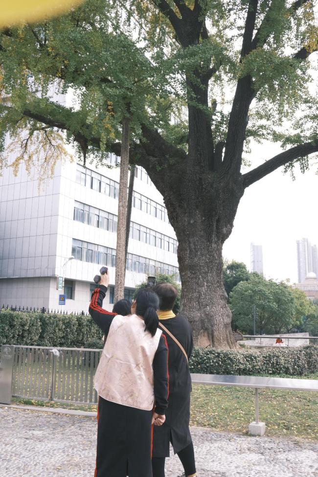 武汉546岁汉阳树提前“换金装”，金黄近三成，低温天气持续一周将迎来最佳观赏期