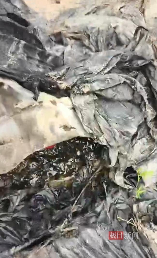 45只羊疑误食有害垃圾死亡 警方介入 调查仍在进行中