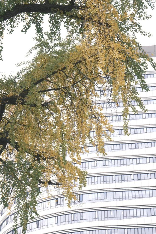武汉546岁汉阳树提前“换金装”，金黄近三成，低温天气持续一周将迎来最佳观赏期
