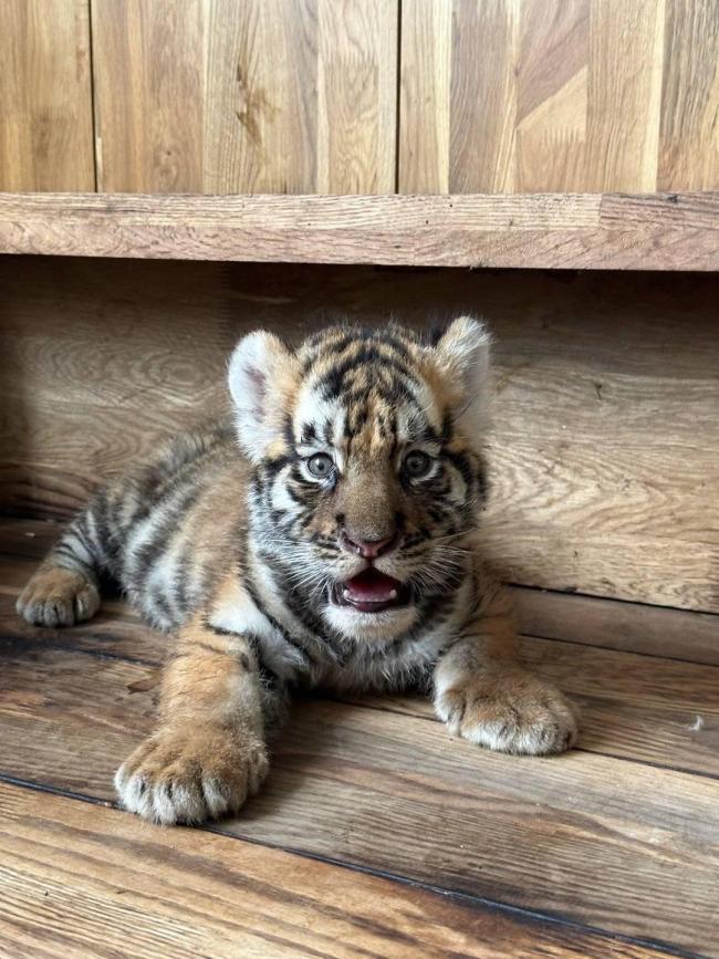 女子续费才知认养东北虎已死亡数月 园方隐瞒引发质疑