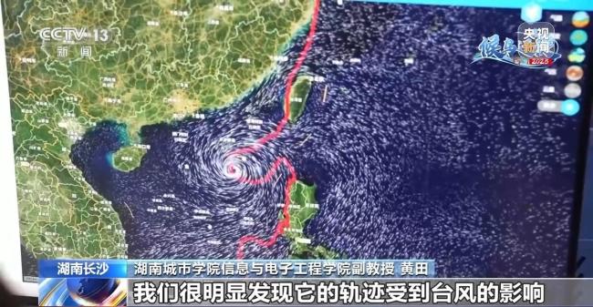 科学家发现斑尾塍鹬能穿越超强台风，它为何能不吃不喝连气儿飞完1.3万公里