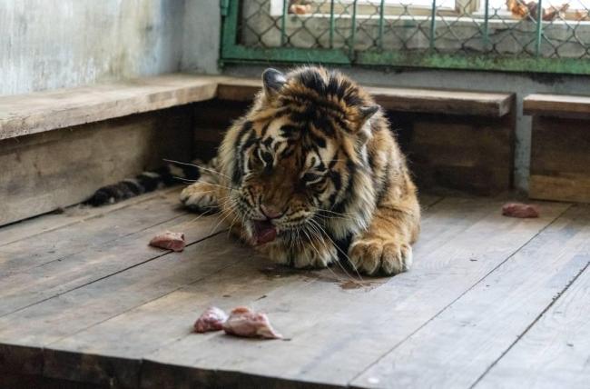 女子认养东北虎 被隐瞒死讯2个多月