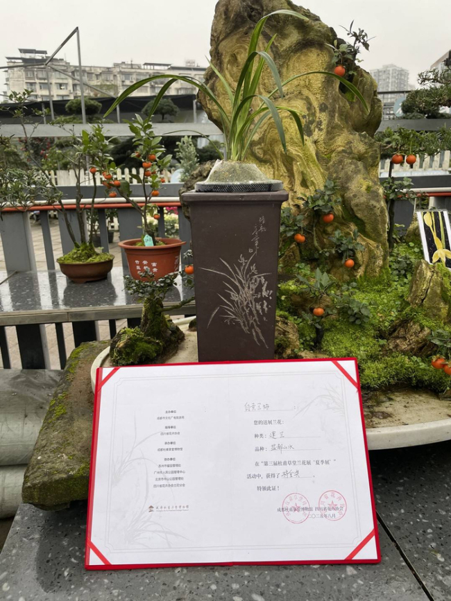 200万一盆 “天价兰花”谁在买 财富故事引人瞩目