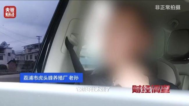 “杀人蜂”遭滥养 有人赚得盆满钵满 总台曝光