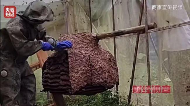 “杀人蜂”遭滥养 有人赚得盆满钵满 总台曝光