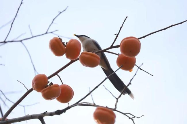北京今日寒潮继续发力,风大天更寒 体感寒冷注意保暖