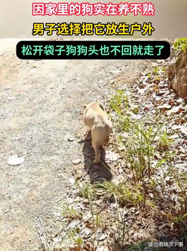 男子因狗养不熟将其放生户外 不负责任的行为引发争议