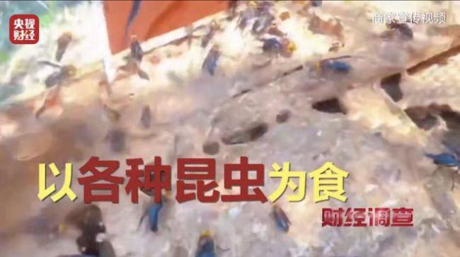 “杀人蜂”遭滥养 有人赚得盆满钵满 总台曝光