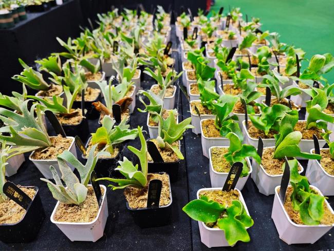 年轻人热捧的“带锦热植”是什么 独特叶色引领潮流