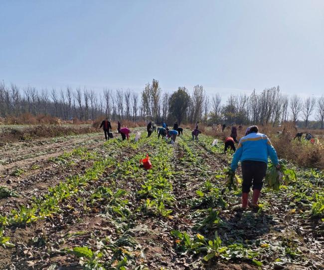 京郊能免费捡菜为假消息 博主发帖引误导