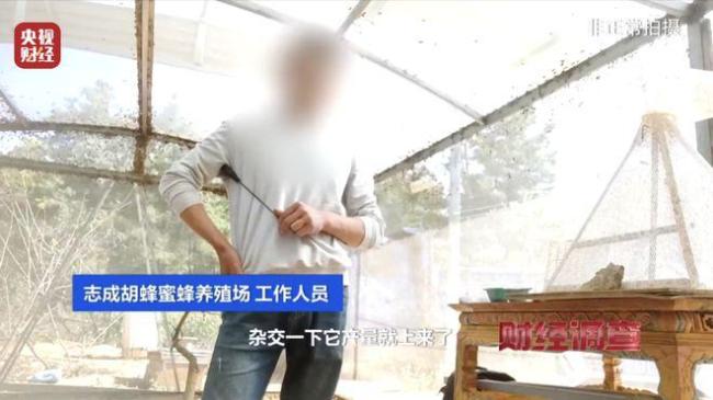 “杀人蜂”遭滥养 有人赚得盆满钵满 总台曝光