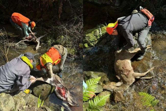 中国90后在闹熊灾的日本当全职猎人 意外转型的人生之路