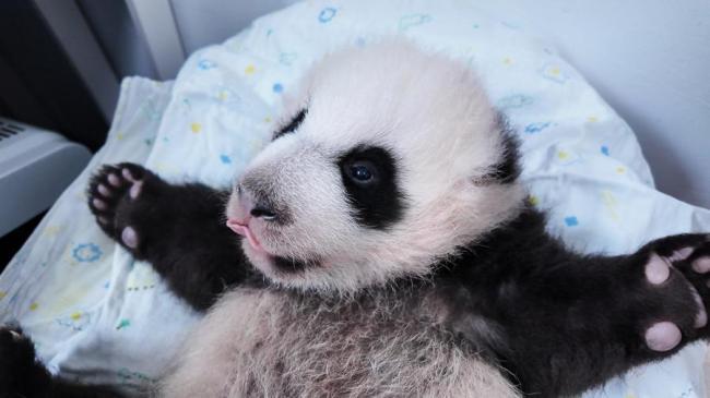 上海大熊猫“龙凤胎”名字揭晓 市民票选结果公布