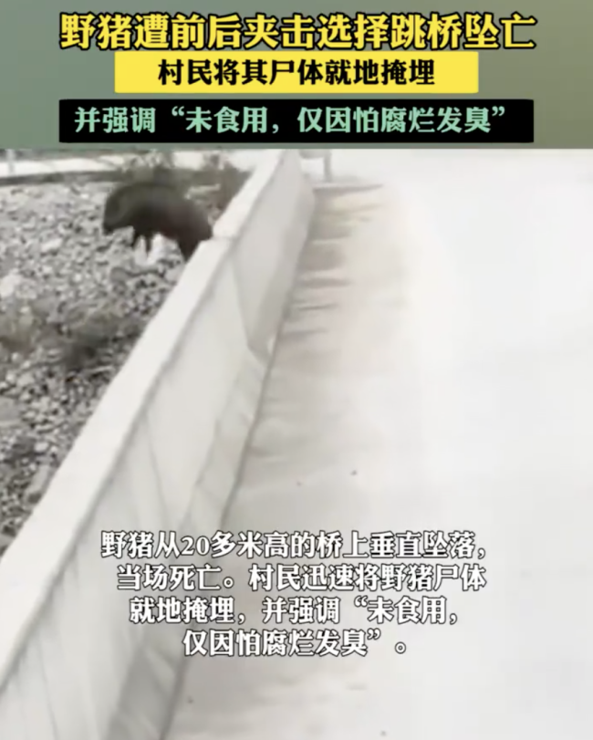 重庆一野猪遭前后夹击选择跳桥坠亡 求生之路被封死
