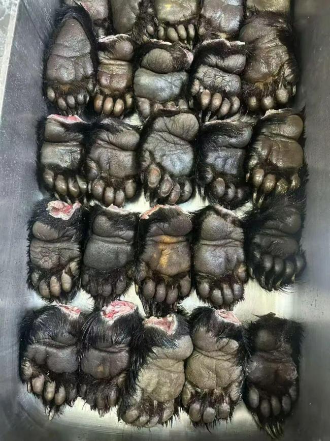 中国90后在闹熊灾的日本当全职猎人 意外转型的人生之路