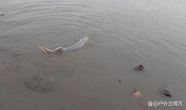 男子江边误钓疑似中华鲟立马放生 国宝级鱼类惊现水域