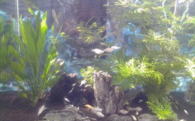 网友网购50条观赏鱼到货只有一袋水 加热包“好心办坏事”