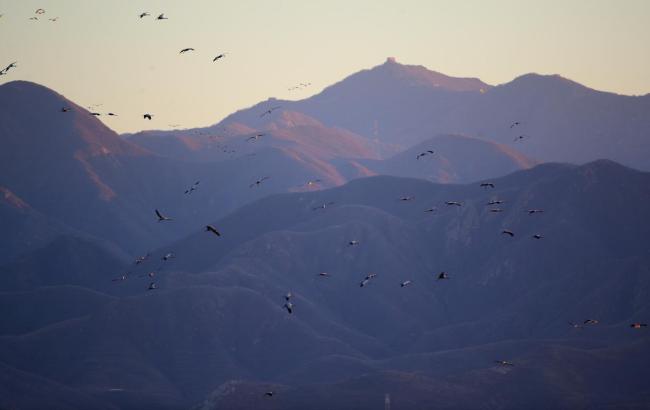 “聪明鸟”一路绕过不利天气!官厅水库迎候鸟迁徙小高峰 天鹅灰鹤齐现身