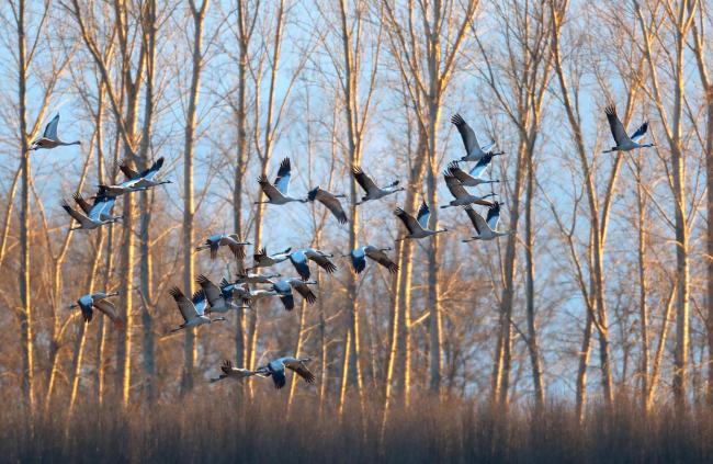 “聪明鸟”一路绕过不利天气!官厅水库迎候鸟迁徙小高峰 天鹅灰鹤齐现身