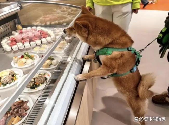 创立9个月即关闭所有门店，侯毅的宠物生意为何行不通? 从雄心勃勃到全线撤退