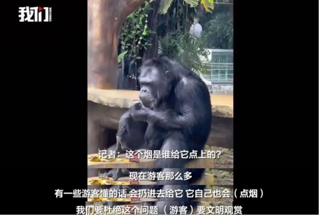 南宁动物园黑猩猩正在戒烟 纠正不良习惯