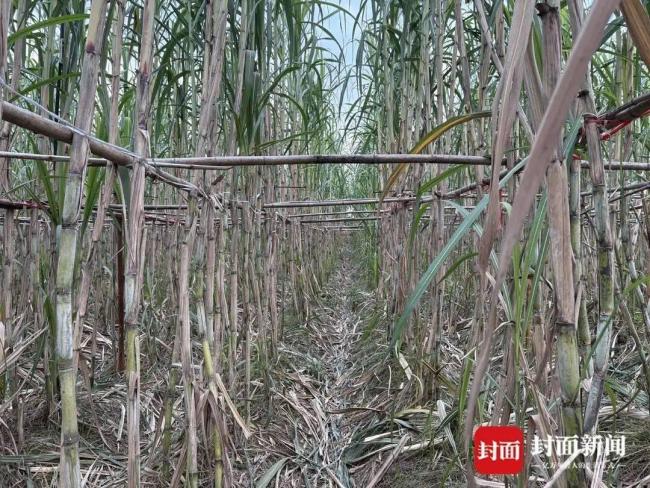 真人版偷甘蔗的巡逻小狗都累趴了 创意玩法引发热议