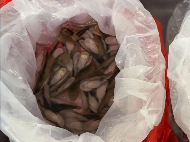 女子裙内藏匿229条活鱼被海关🛃查获