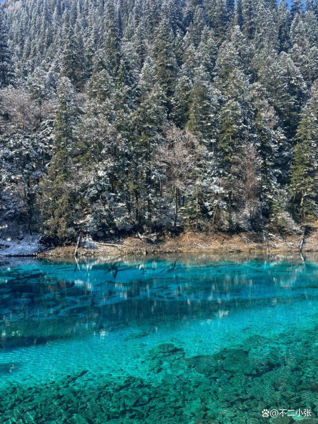 九寨沟下雪美到挪不开眼 冰雪与彩林的绝美碰撞