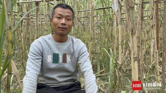 现实版“偷甘蔗”为什么这么火 创意玩法吸引众多人参与