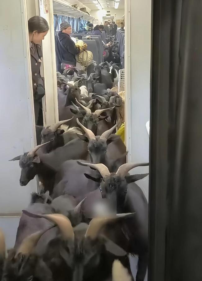 彝族老人 镜头霸凌 游客围堵拍摄引争议