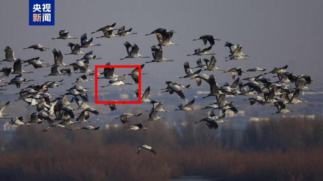 寧夏記錄到丹頂鶴野外活動蹤跡