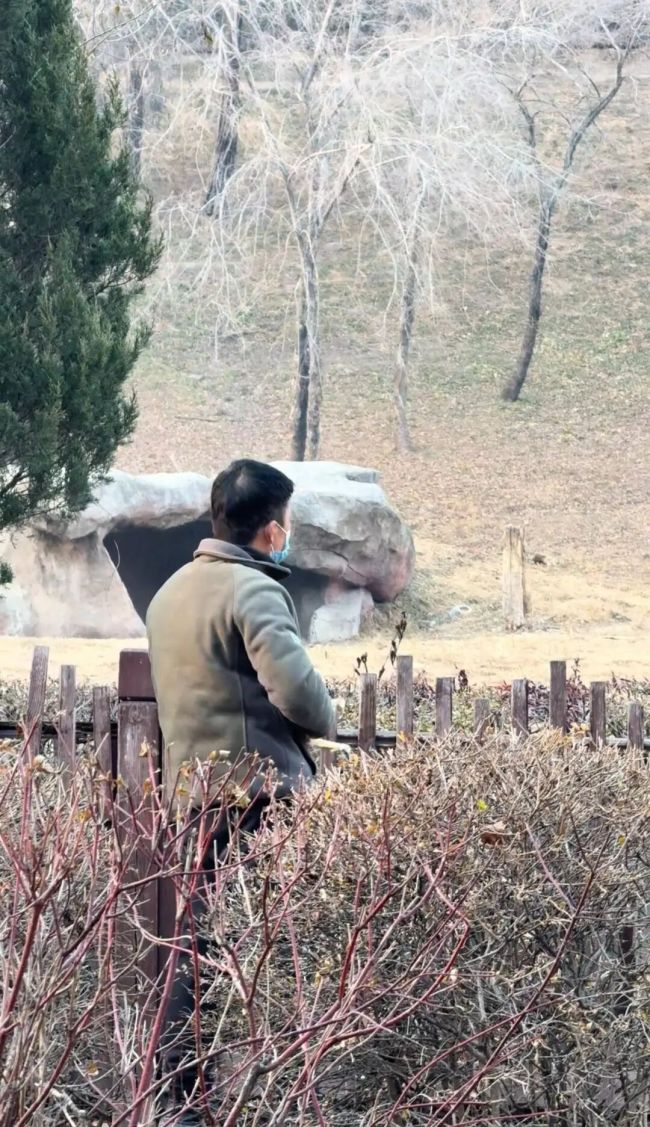 男子用弹弓射东北虎?园方回应 正在调查核实