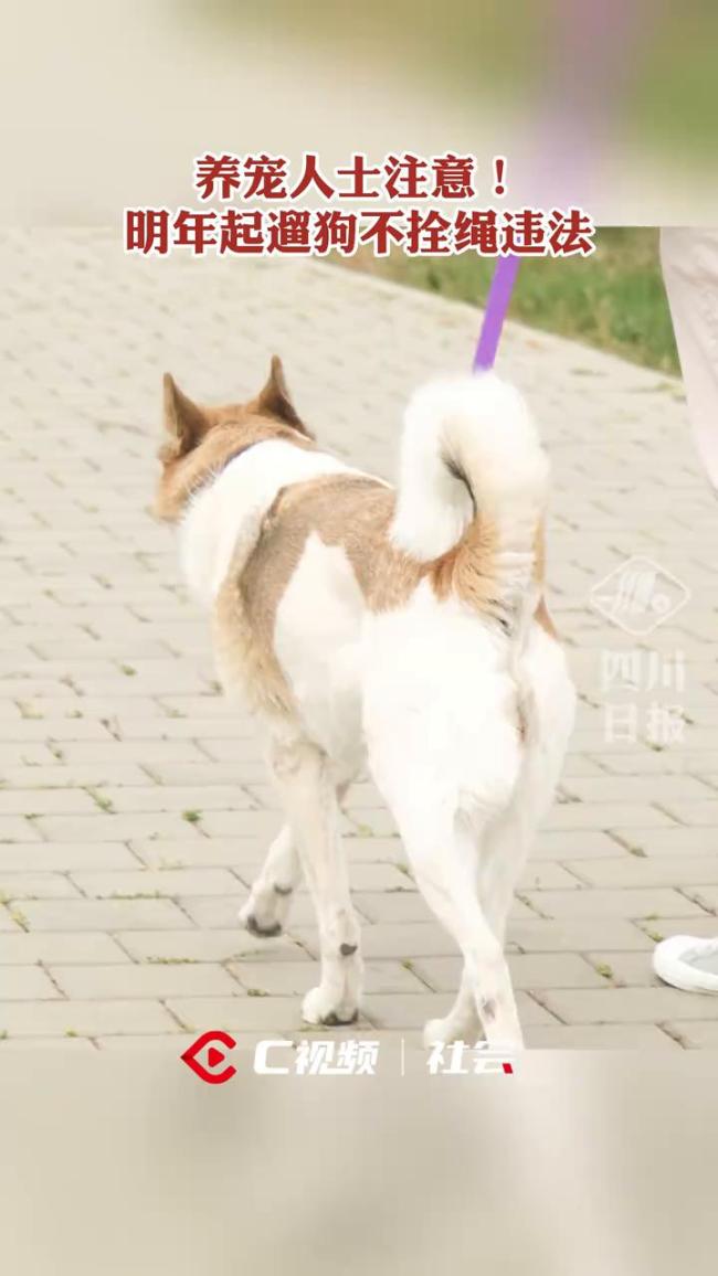 2026年遛狗不拴繩最高拘10天 新規(guī)引發(fā)熱議