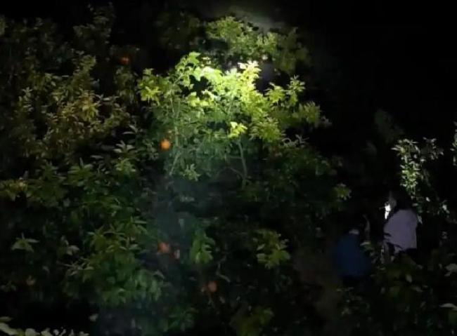 航拍萬人涌入偷甘蔗地里長滿人 9.9元引爆趣味活動