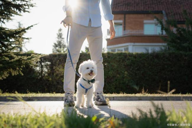 遛狗新規(guī)來了養(yǎng)犬人注意 文明養(yǎng)犬新階段