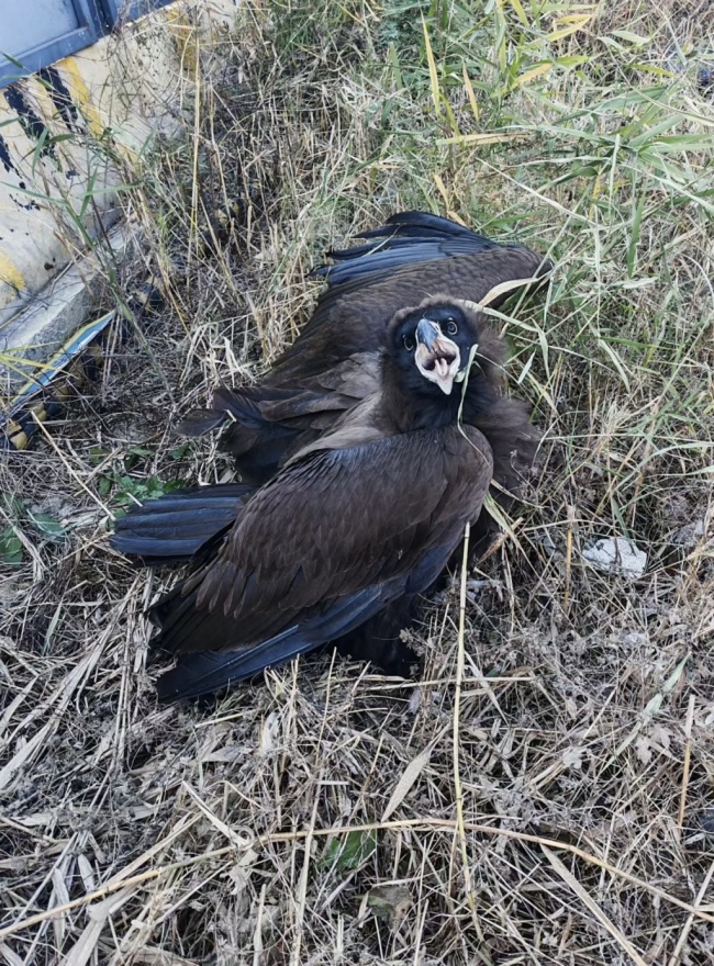 青岛一市民家中惊现秃鹫：翼展近3米、体重达十七八斤