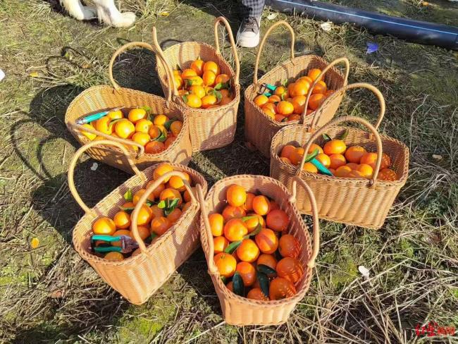 為啥砂糖橘個頭越來越大價格卻下降 品種改良與市場競爭共促變化