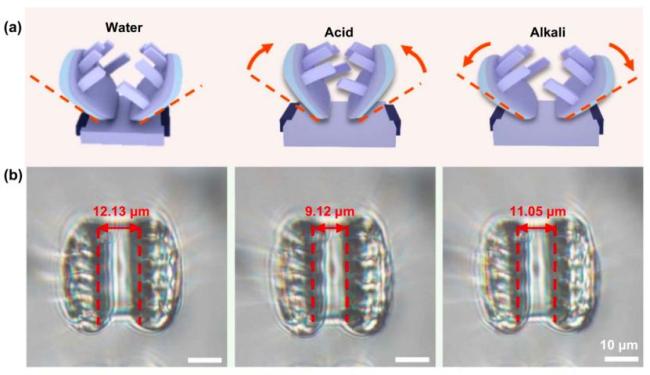 科学家打造多功能3D微纳机器人 微观世界的灵活舞者