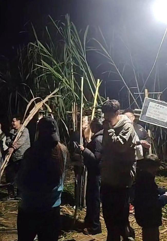 四川眉山“偷甘蔗農(nóng)場(chǎng)”搞笑瞬間 增設(shè)入場(chǎng)費(fèi)應(yīng)對(duì)浪費(fèi)