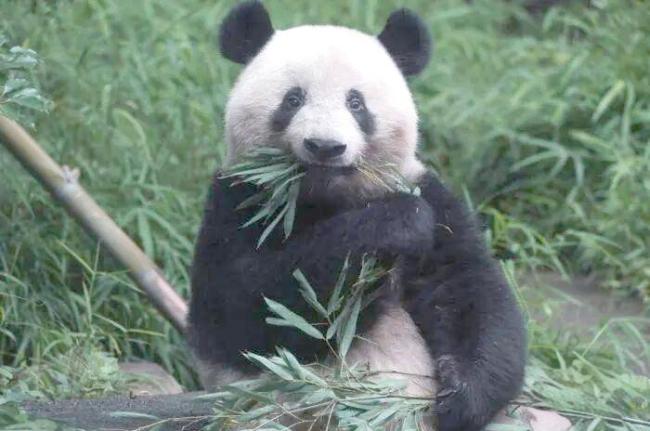 日本民众十分不舍中国大熊猫 香香告别引发泪目