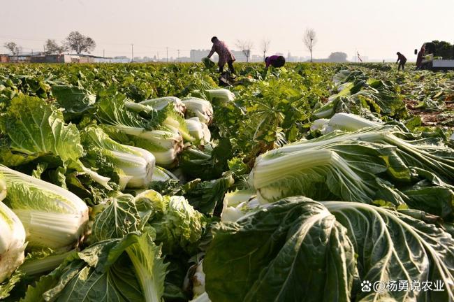 “套牌胶州大白菜”单棵售价超百元 品牌溢价推动价值革命