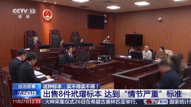 非法出售玳瑁標本 買家賣家均獲刑 珍稀動物保護警示