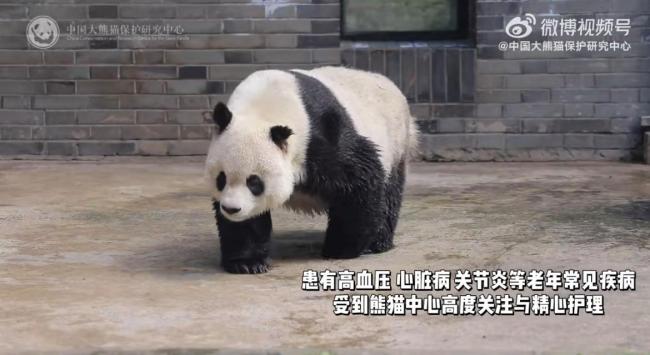 33岁大熊猫高高离世 曾旅居美国