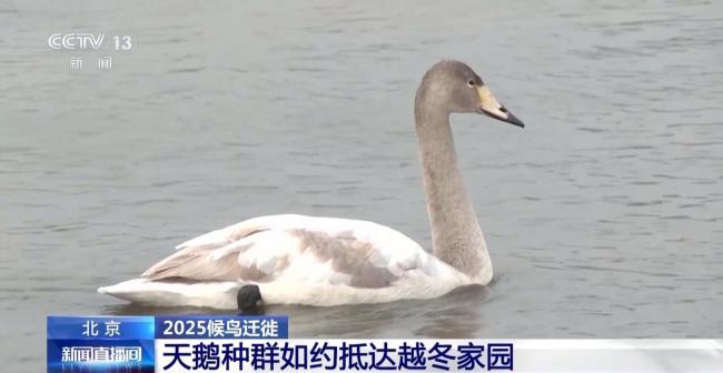 越冬候鳥如約抵達(dá)北京各大濕地 生態(tài)改善迎“貴客”