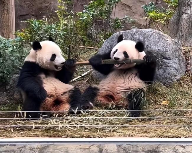 日本人求中國租大熊貓 經(jīng)濟(jì)與情感的雙重紐帶