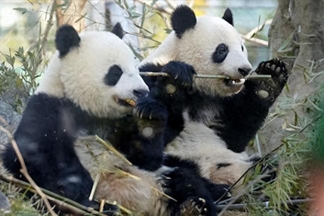 日本人求中国租大熊猫 经济与情感的双重纽带