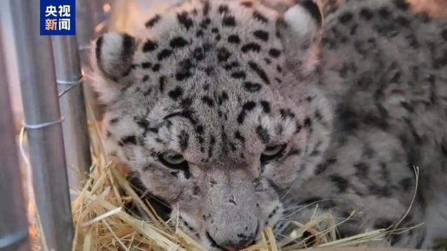 青海玉树发现一只受伤雪豹 警民合力救助