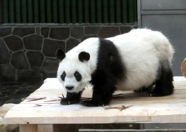 日本人求中國(guó)租大熊貓 經(jīng)濟(jì)與情感的雙重紐帶
