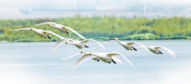 候鸟“组团”来山西越冬 生态美景迎飞羽